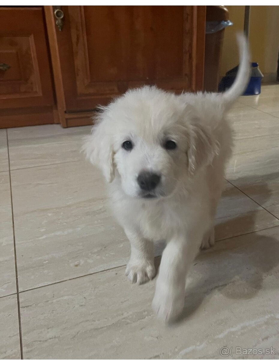 Slovenský čuvač s PP - 3