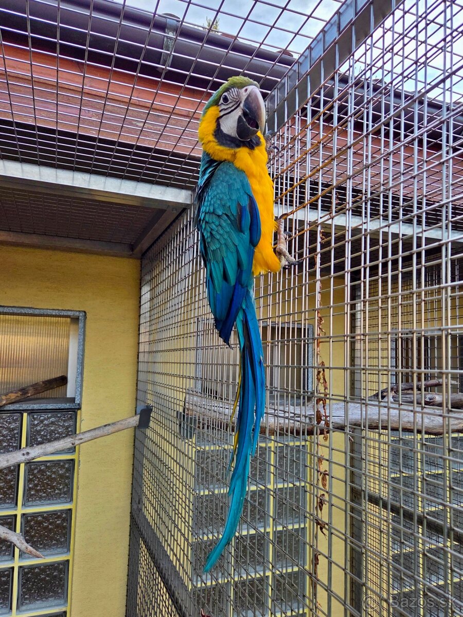 Ara Ararauna – samica 2025 - 3