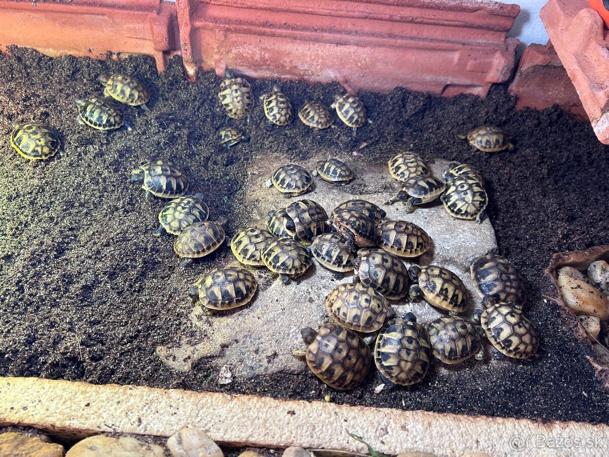 Suchozemska korytnacka - 3