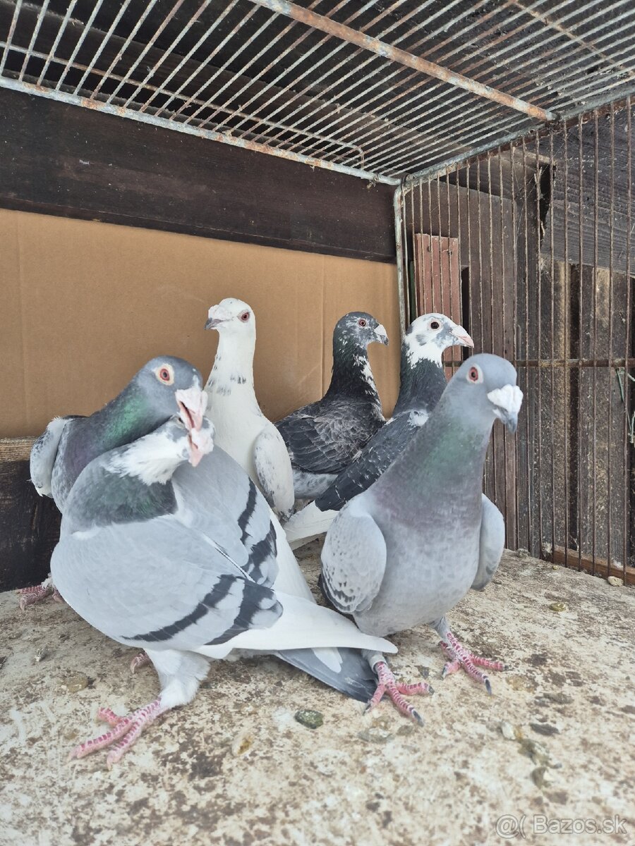 Predám holuby - 3