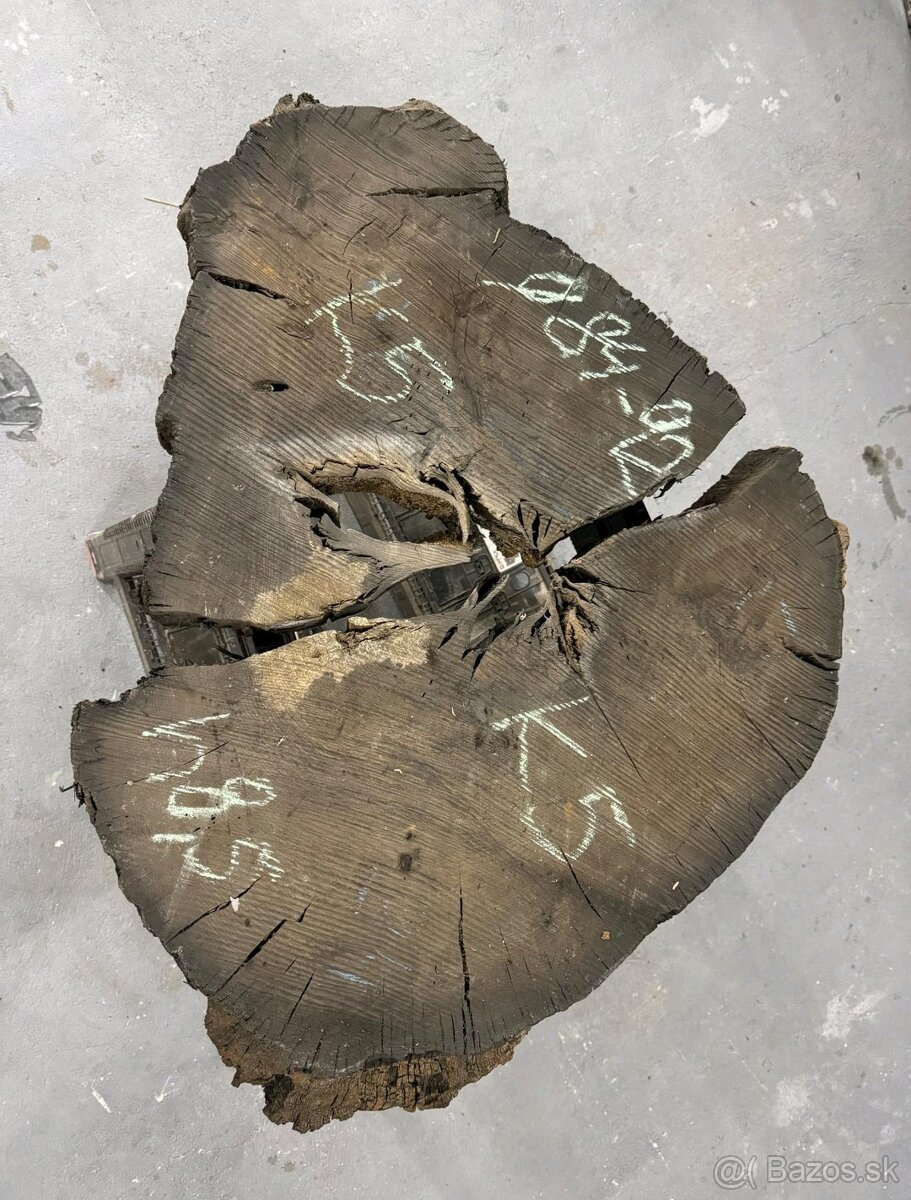 Predám dub bahenny, koláče, priečne rezy - 3