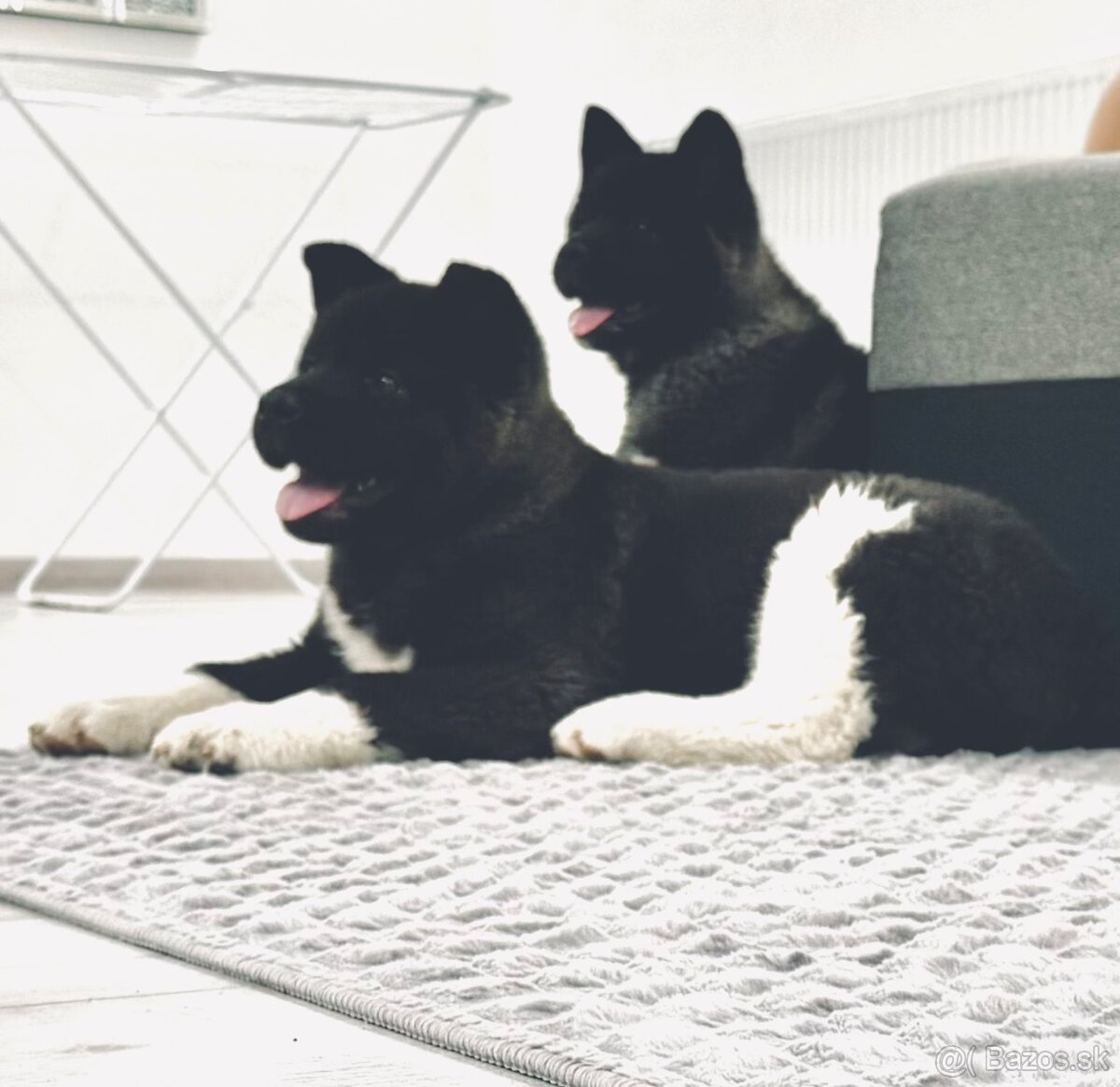 Šteniatka Americká Akita - 3