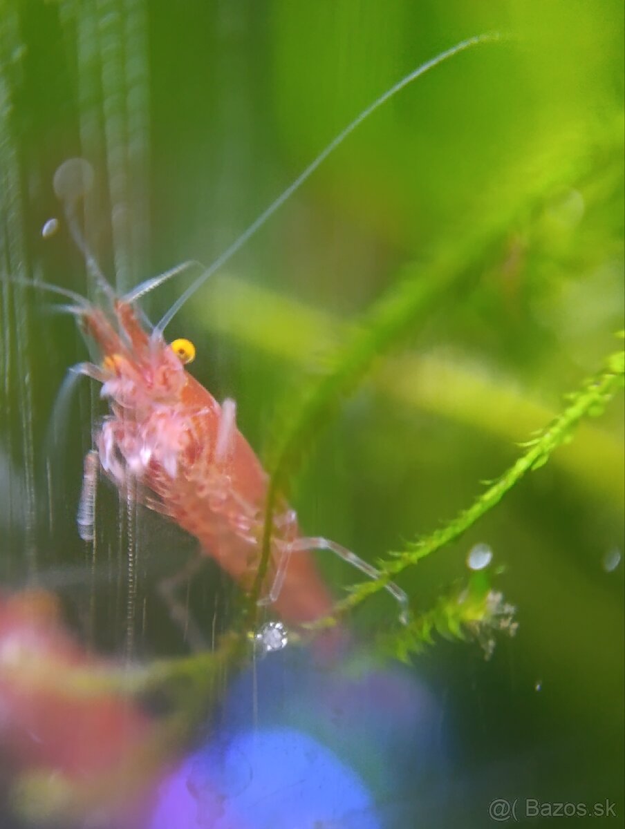 Bloody mary Orange eyes - 3