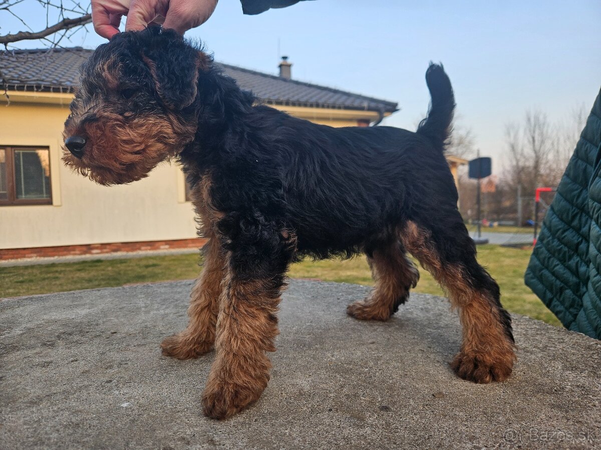 Welsh terrier s PP. - 3