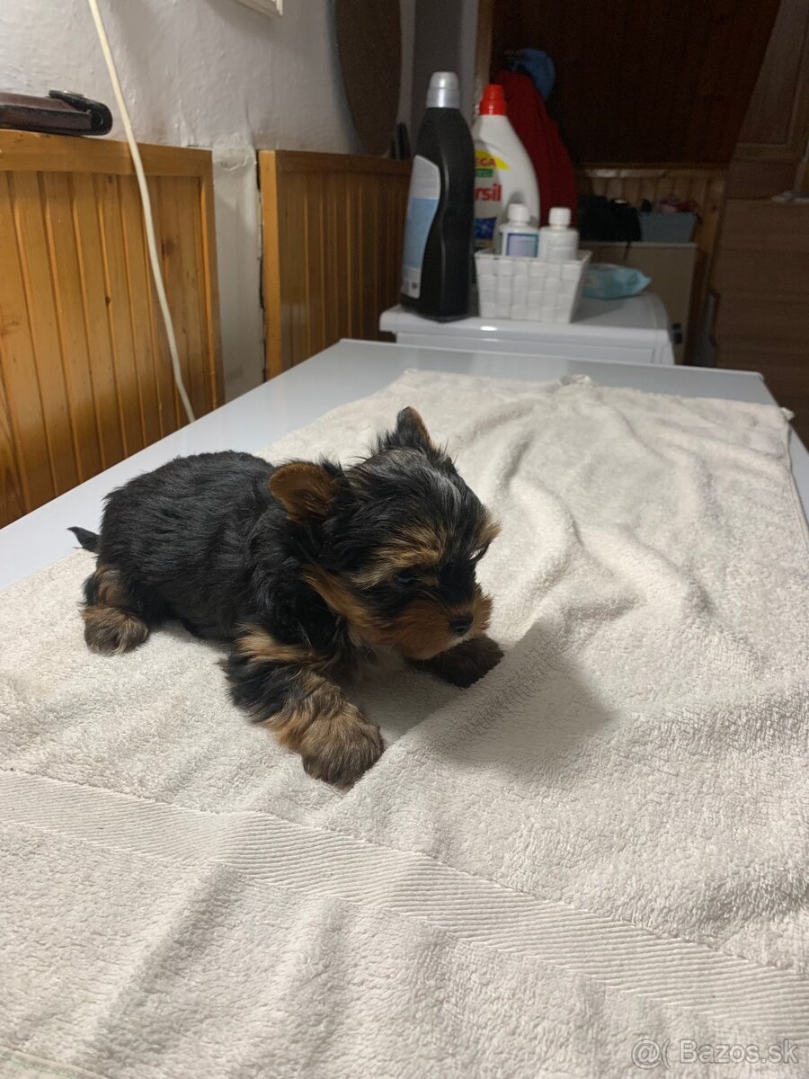 Yorkshirsky terier - 3