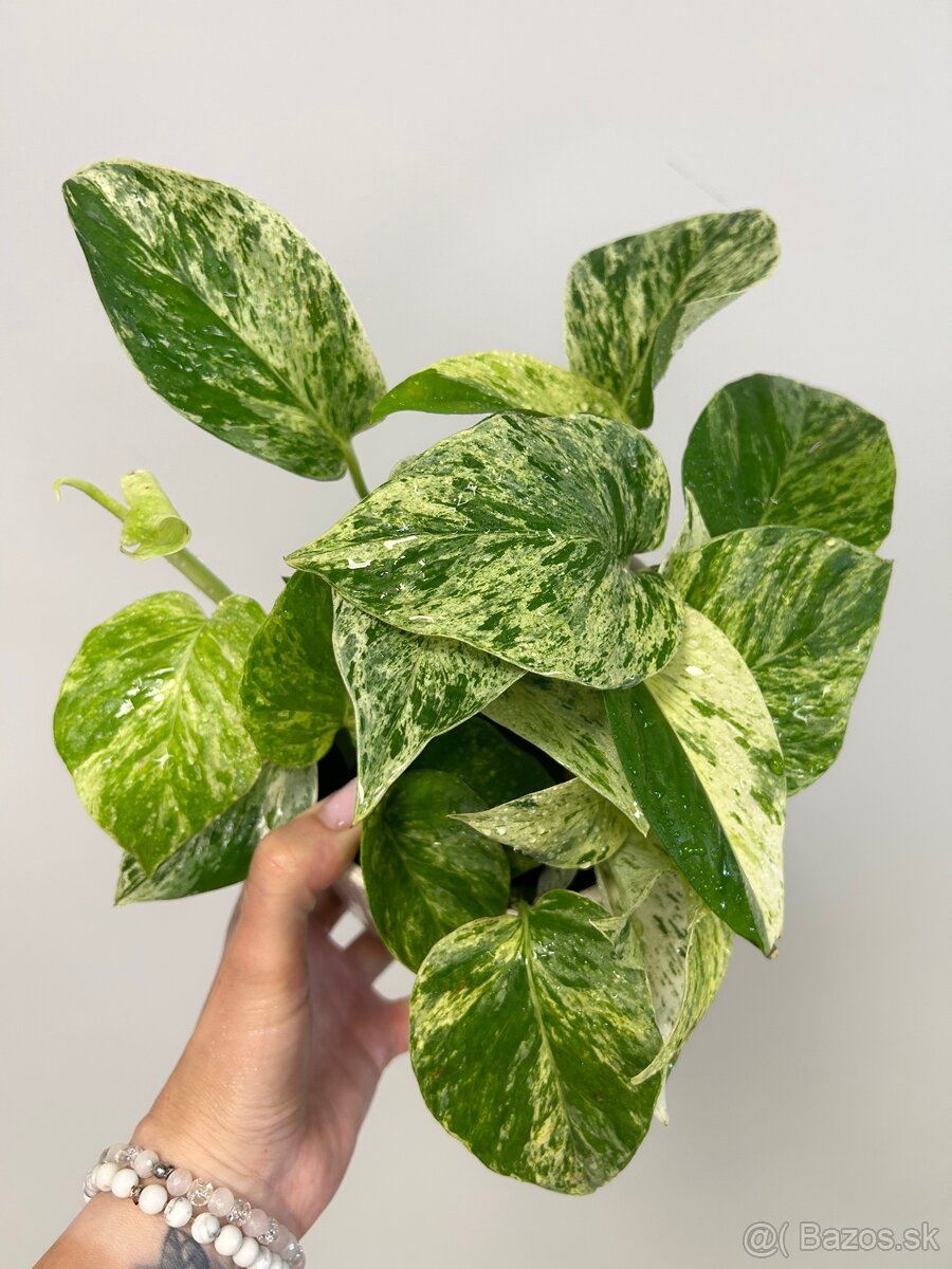 Epipremnum aureum ‚Marble Queen‘ - 3