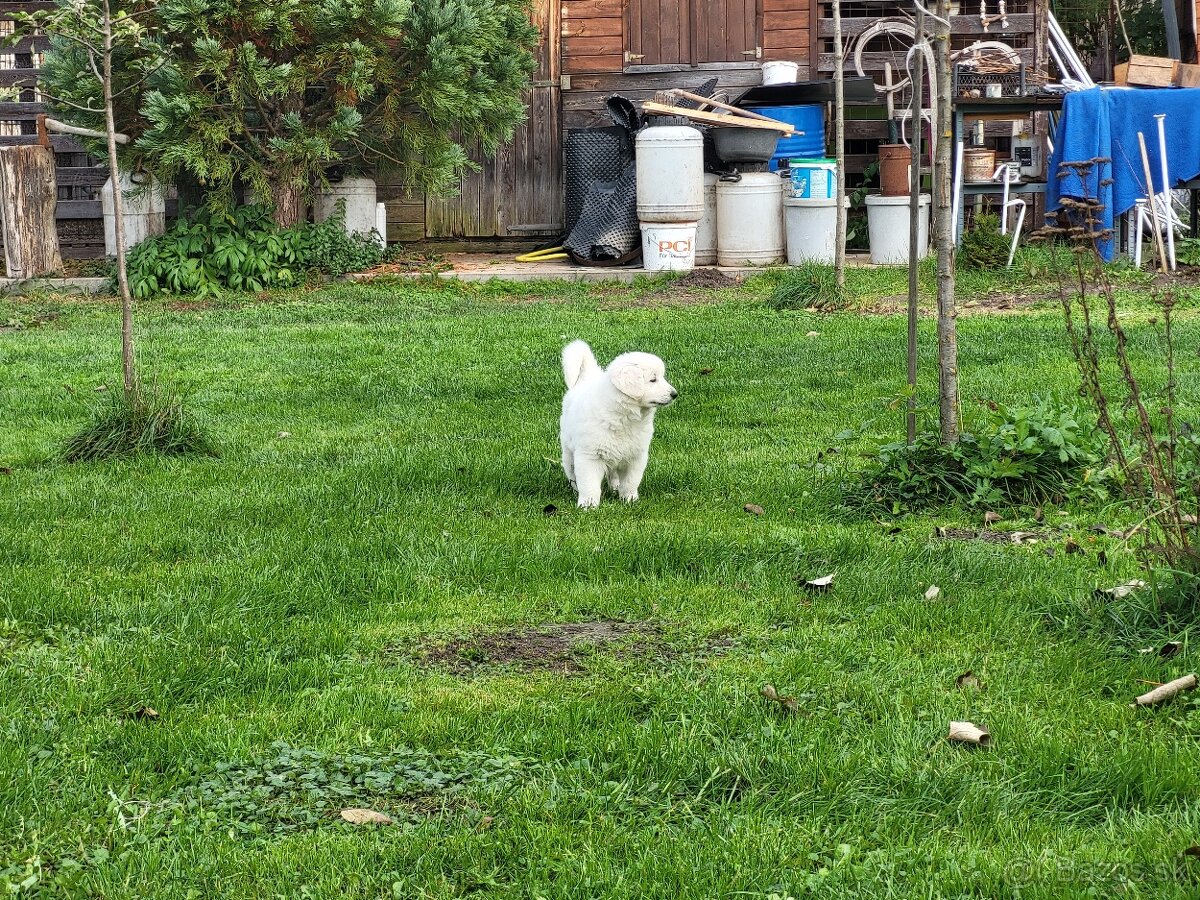 Slovenský čuvač - 3