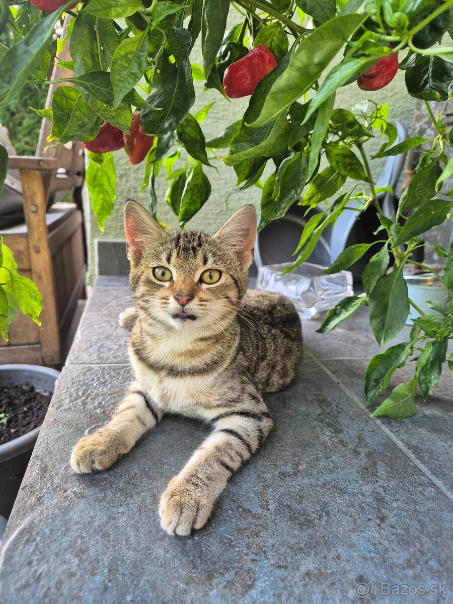 Darujem do interiéru - 3