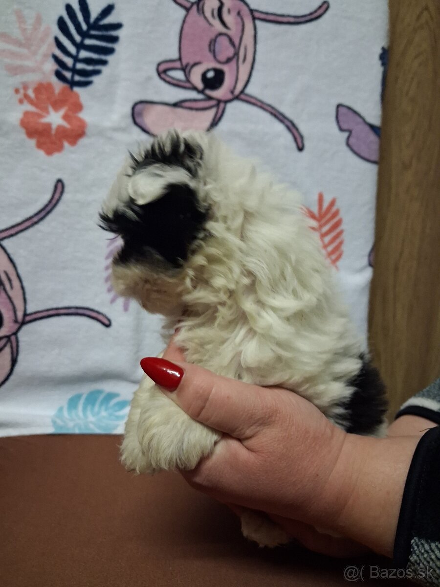 Yorkshirsky terier biewer - 3