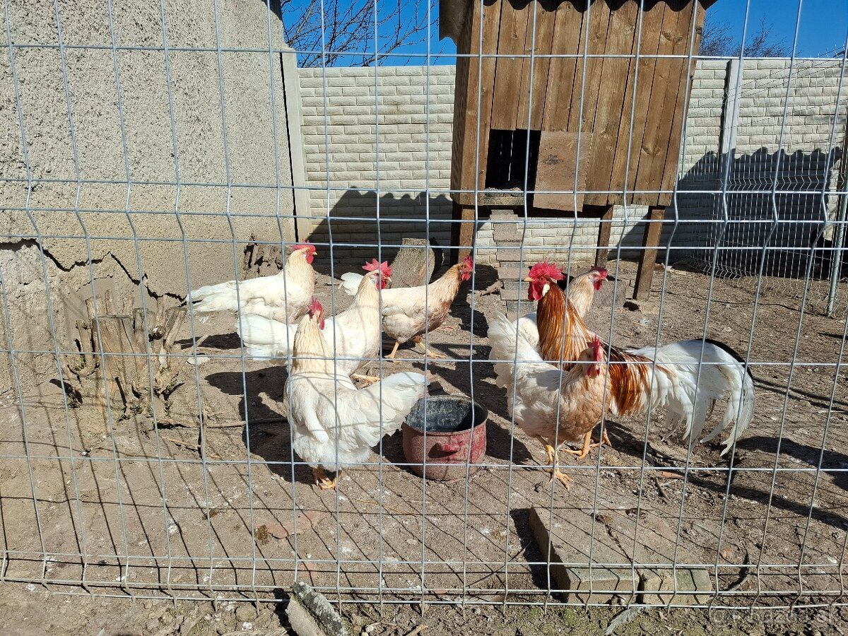 Vlaška červenosedlatá - 3