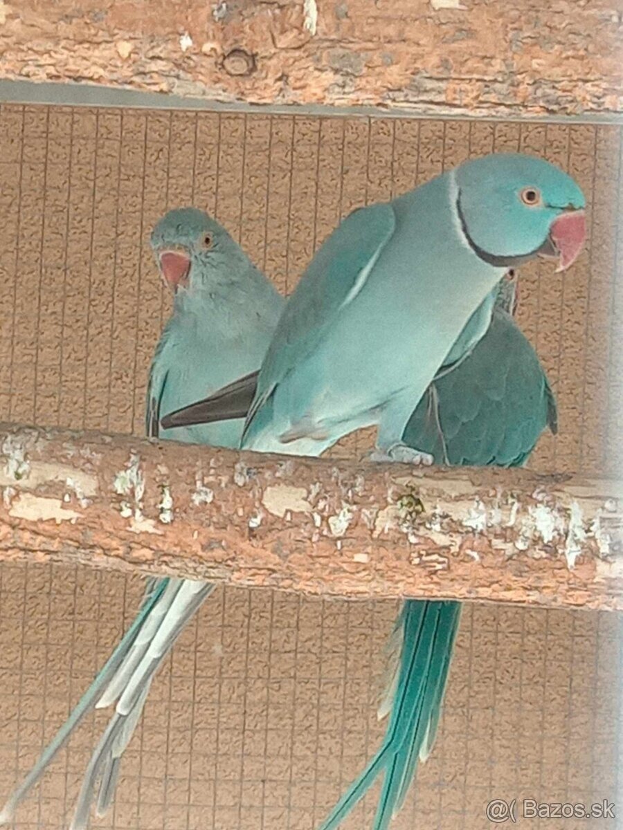 Alexander malý modrý .Samček aj Samička. - 3