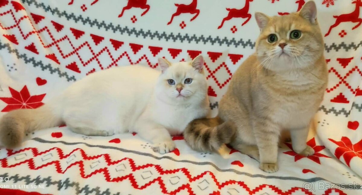 Britské mačiatka❤️ s PP extra kvalita - 3