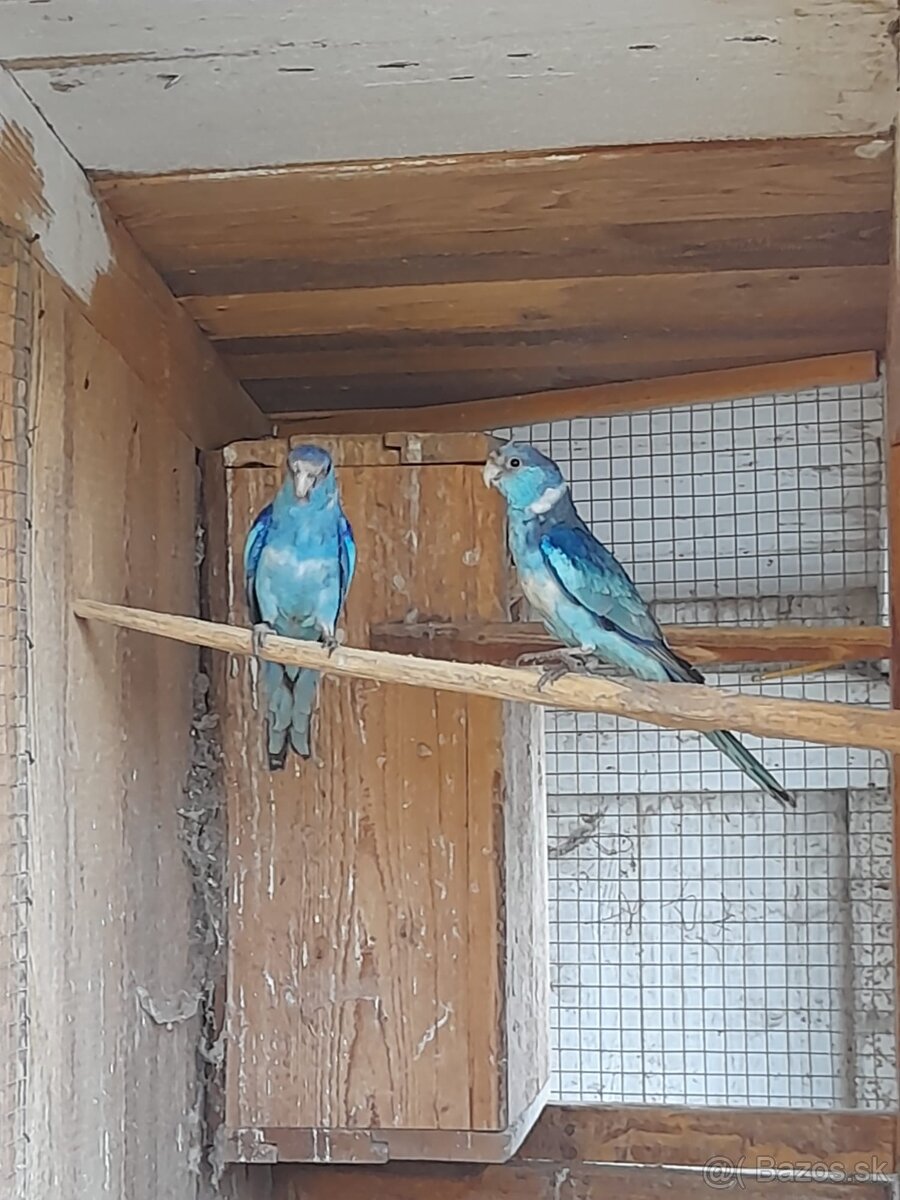 Barnard červenočelý modrý - 3