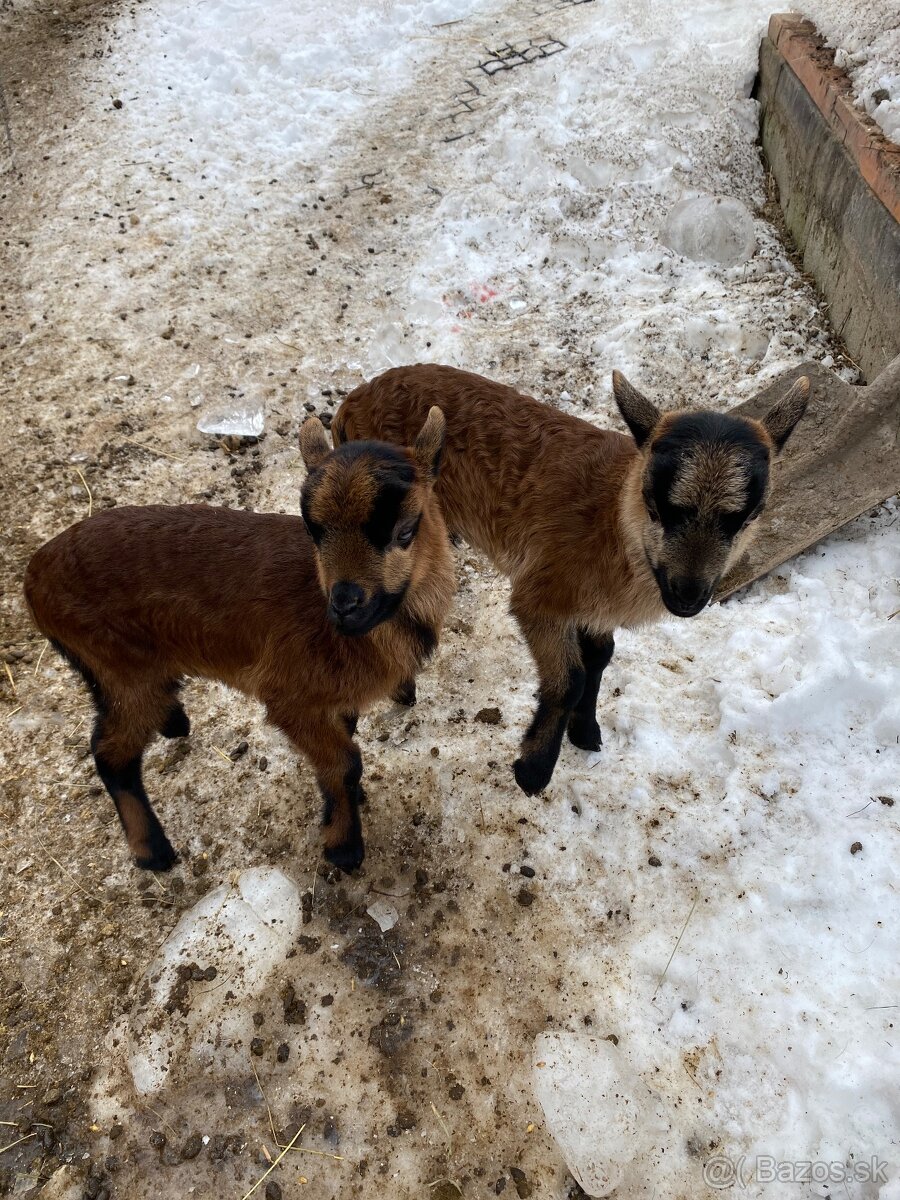 Kamerunský baran - 3