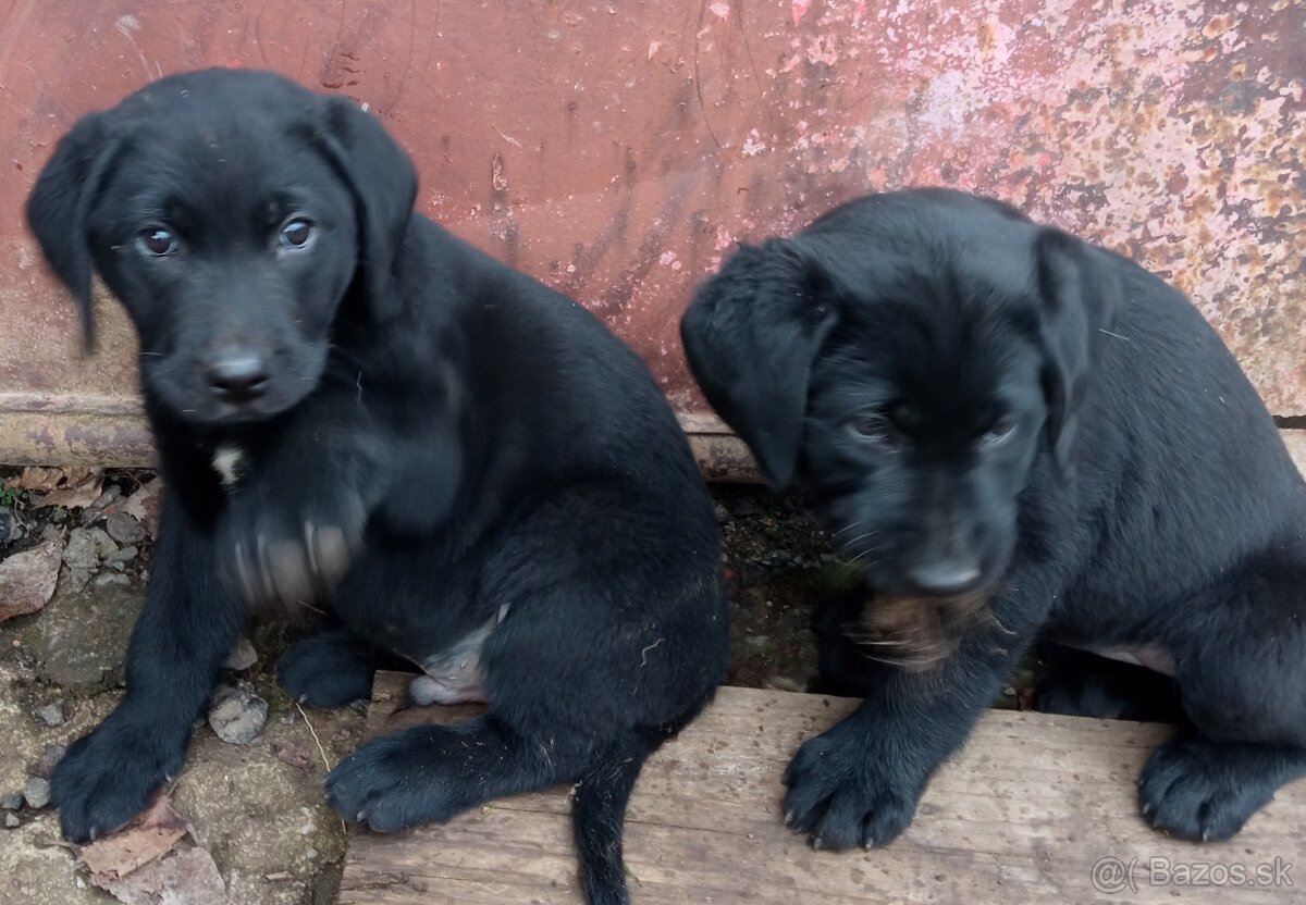 Labradorský retriver - 3