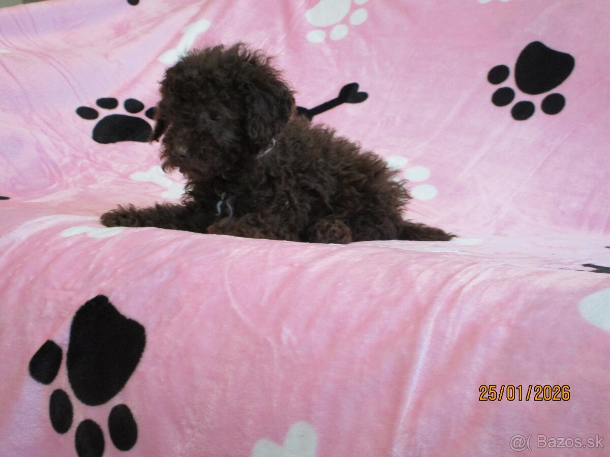 Pudel toy čokoláda - 3