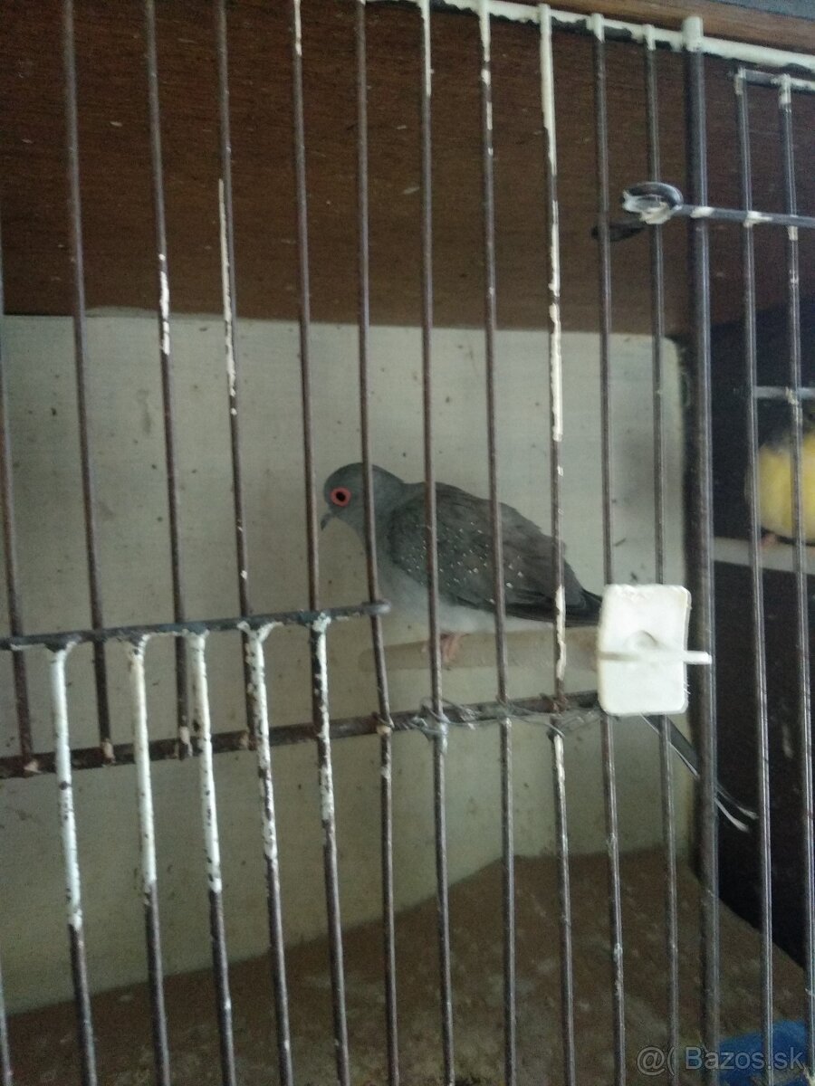 Holubky diamantové - 3