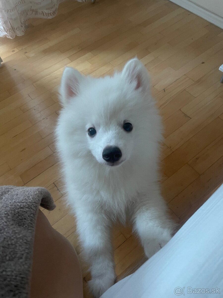 Nemecky špic - 3