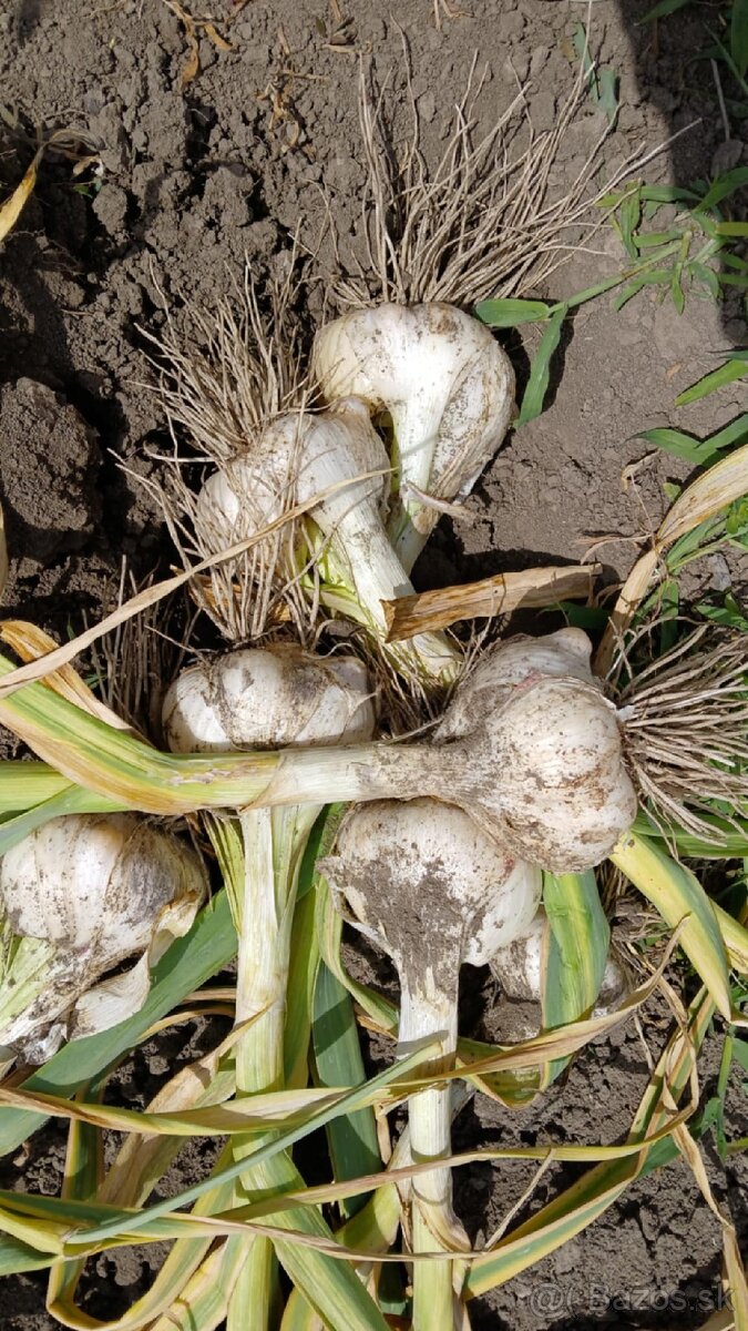 Sloni cesnak+ darček ku každej objednávke - 3