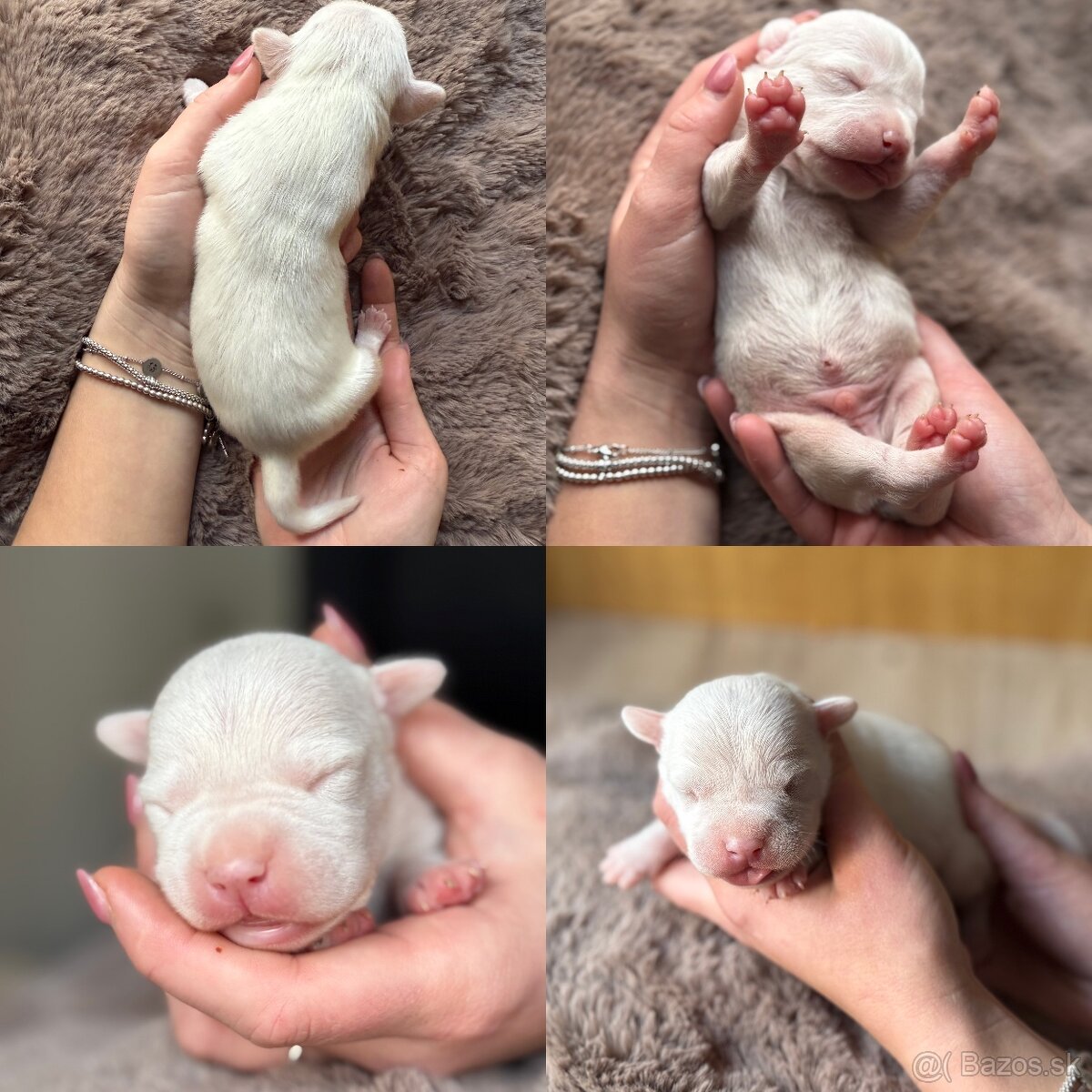 Americký stafordšírský teriér s PP - 3