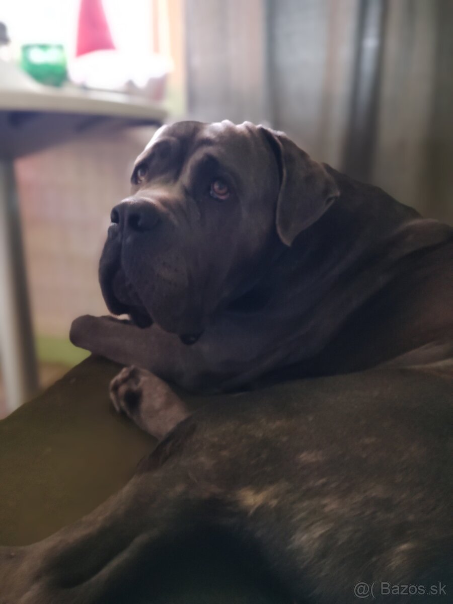 Darujem Cane Corso - 3