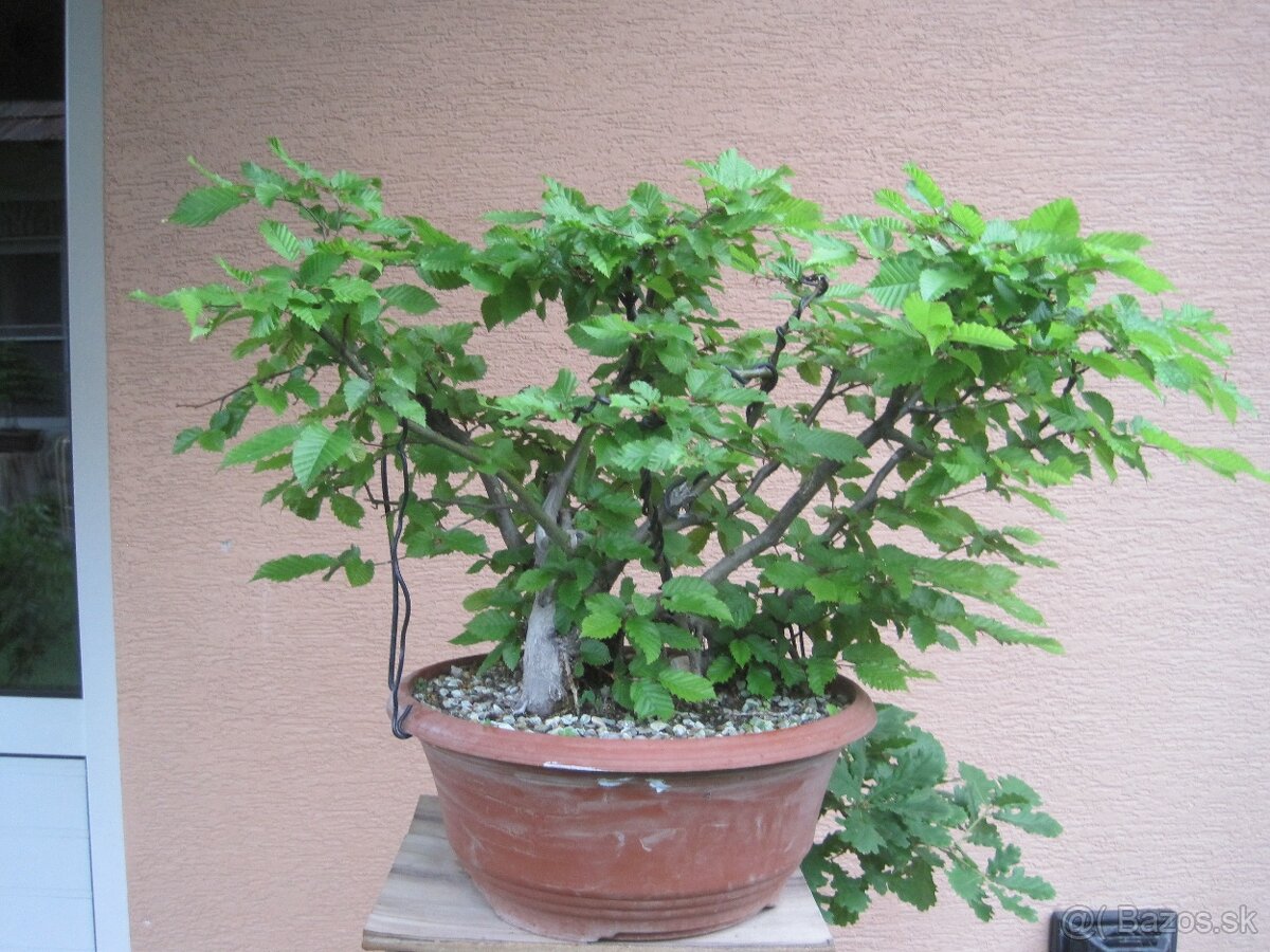 bonsai,bonsaj-hrab 11 - 3