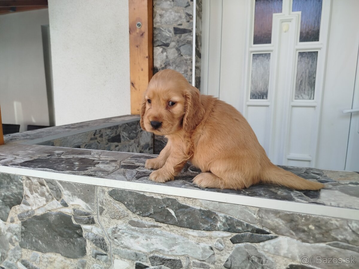 ANGLICKÝ KOKERŠPANIEL - 3