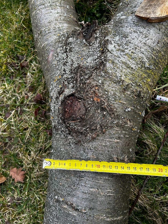 Drevo ceresnovy kmen - 3