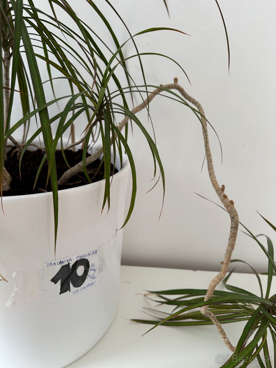 Predám č.10 Dracaenu marginatu 2metrovú za 50eur - 3
