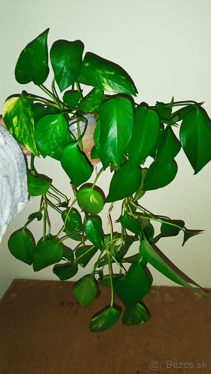 Pothos - 3