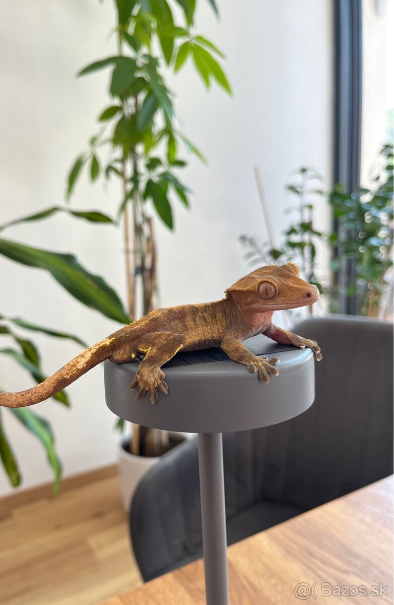 🦎 Predám pagekona riasnatého s teráriom - 3