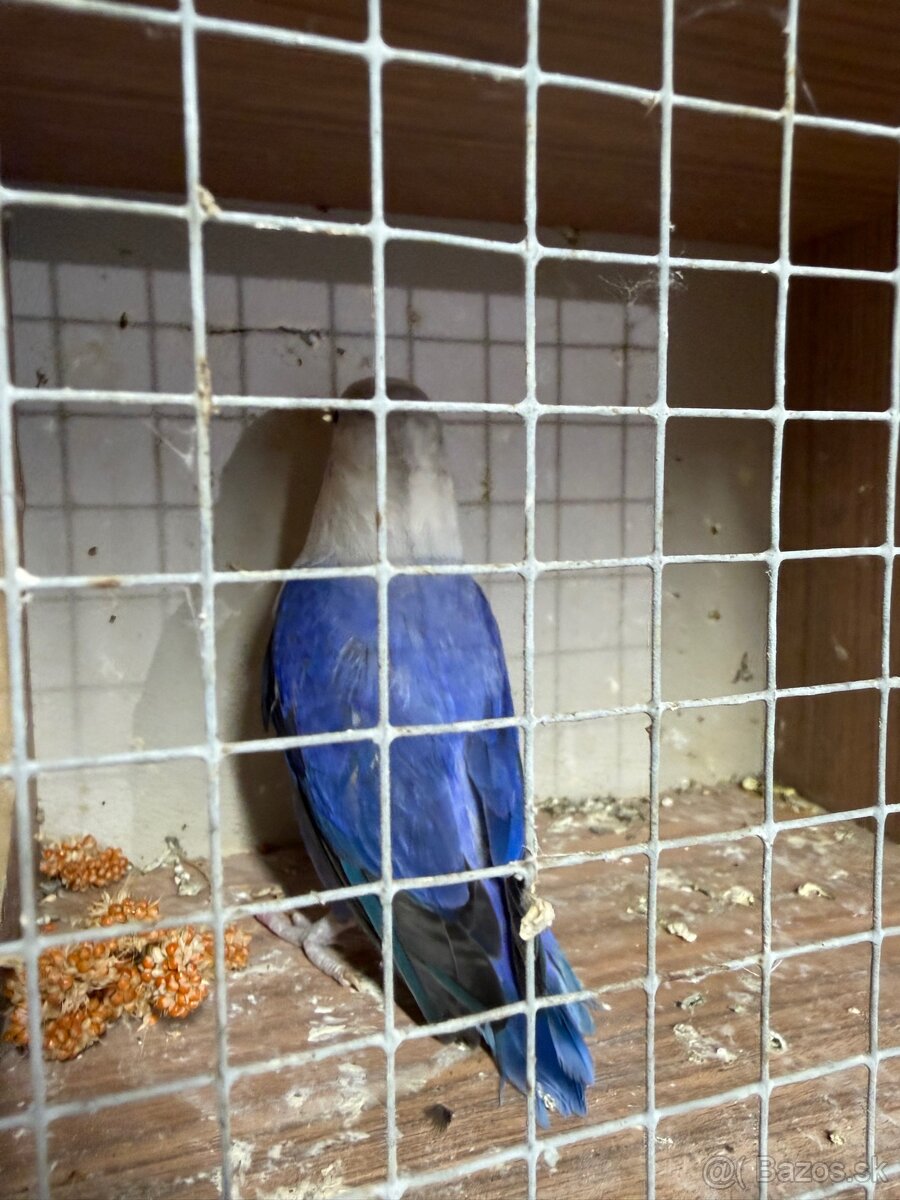 Agapornis fisher 0.1 - 3