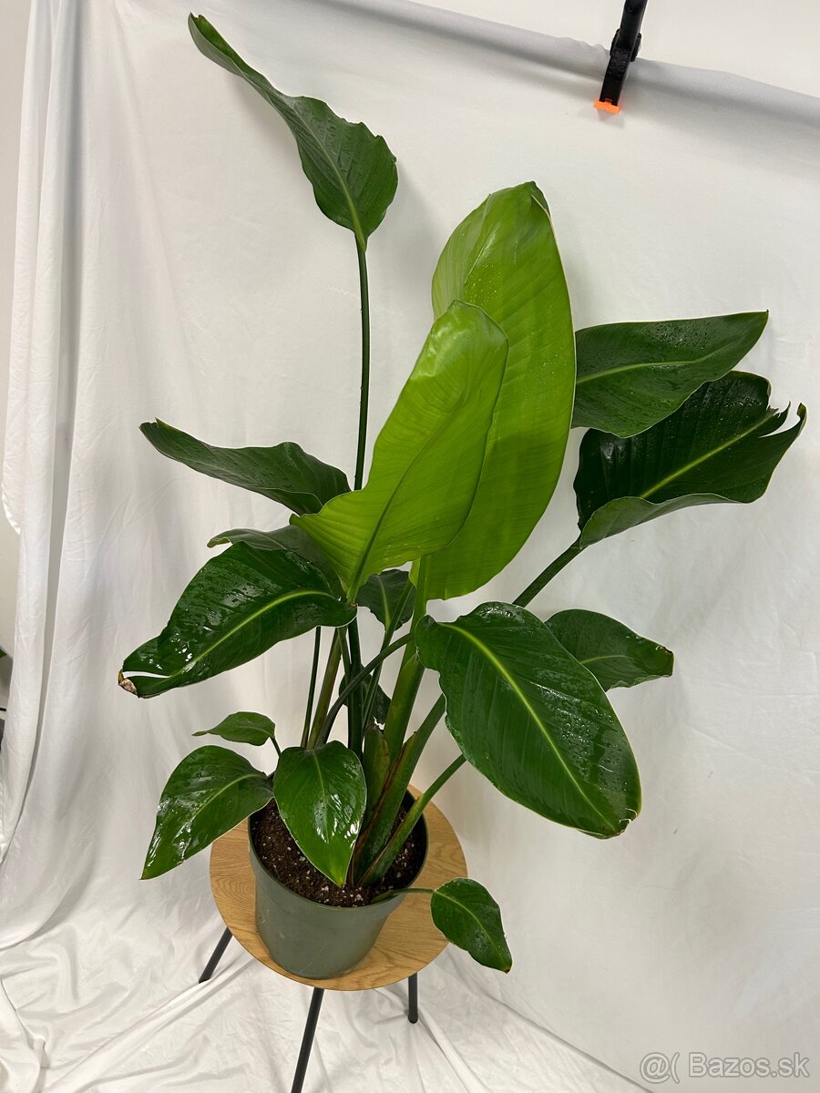 Strelitzia Nicolai (100 cm) - 3