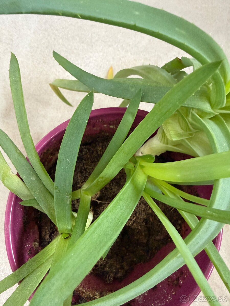Predám aloe v kvetináči č.37 za 6€ - 3