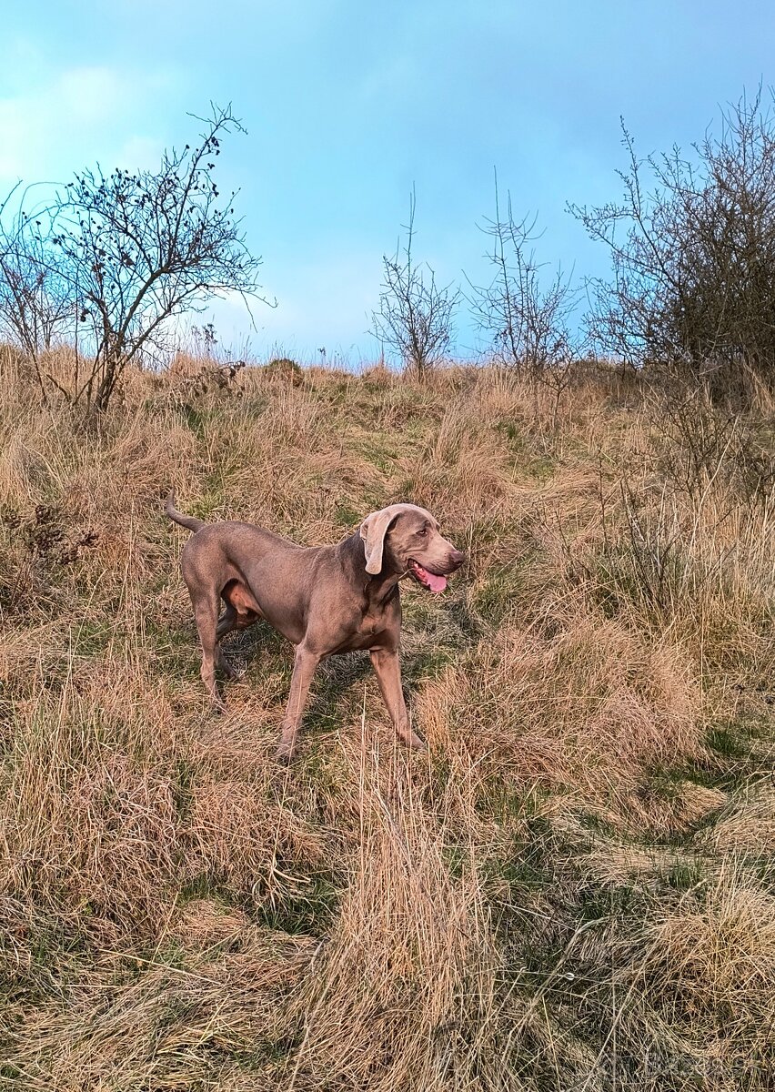 Weimarský stavač - 3