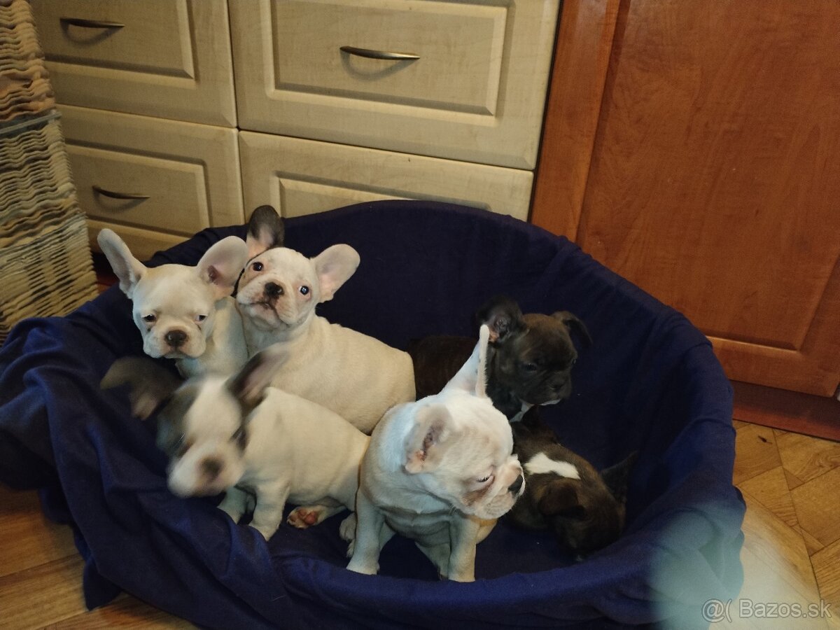 Francúzsky buldoček - 3