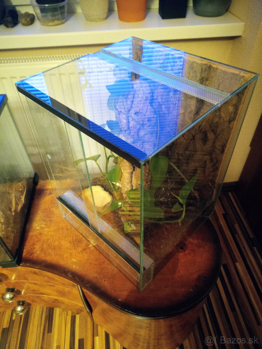 Zariadené terárium 30x30x40 pre tropického miláčika - 3