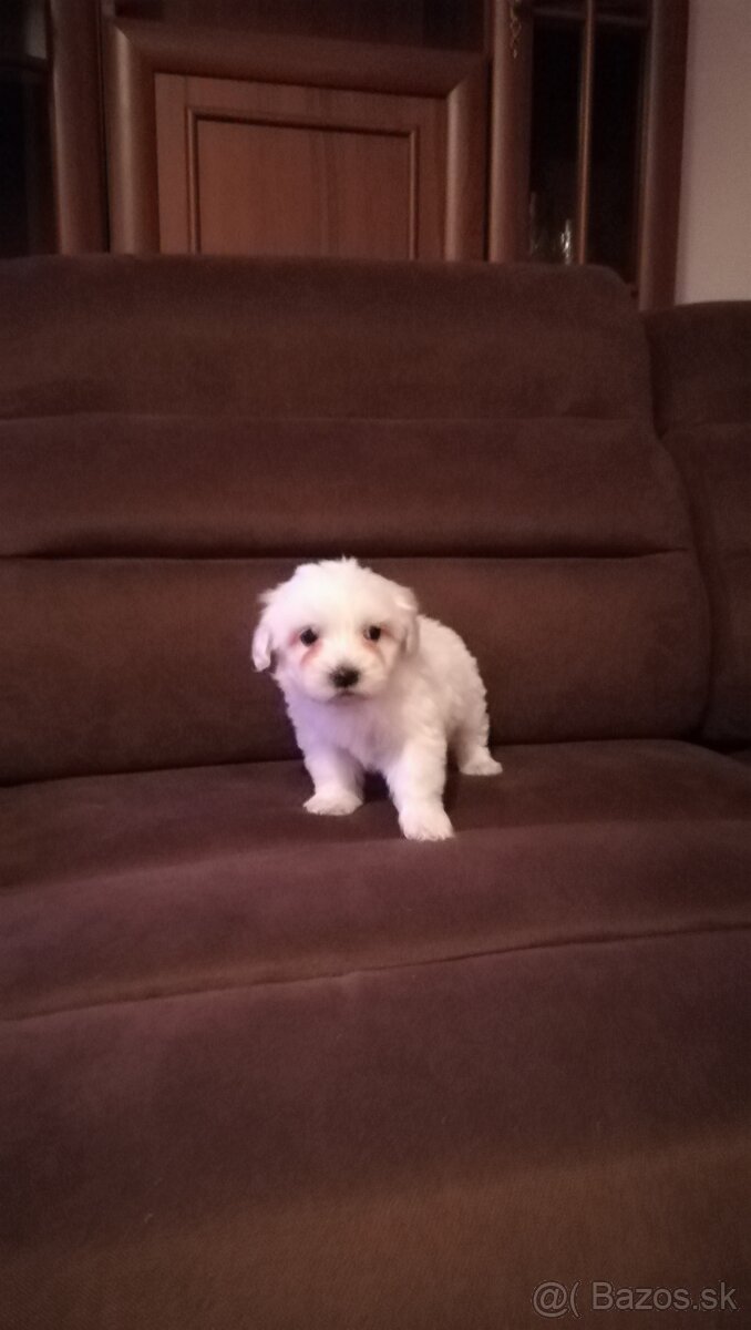 Maltezák malého vzrastu - 3