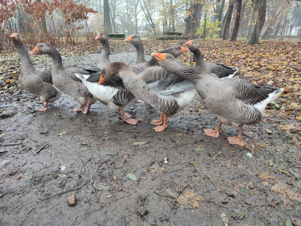 Husi landenské Originál. 2-ročný chovný pár. - 3