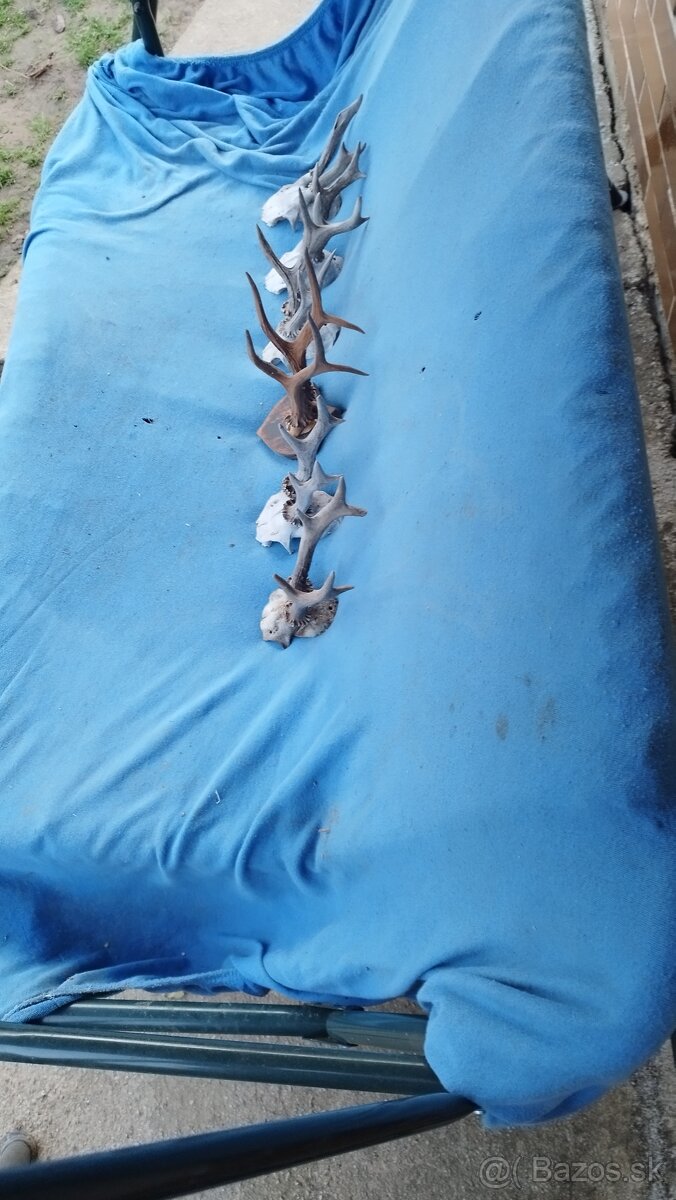 Predám srnčie trofeje parožie, zhody, srnčie. - 3
