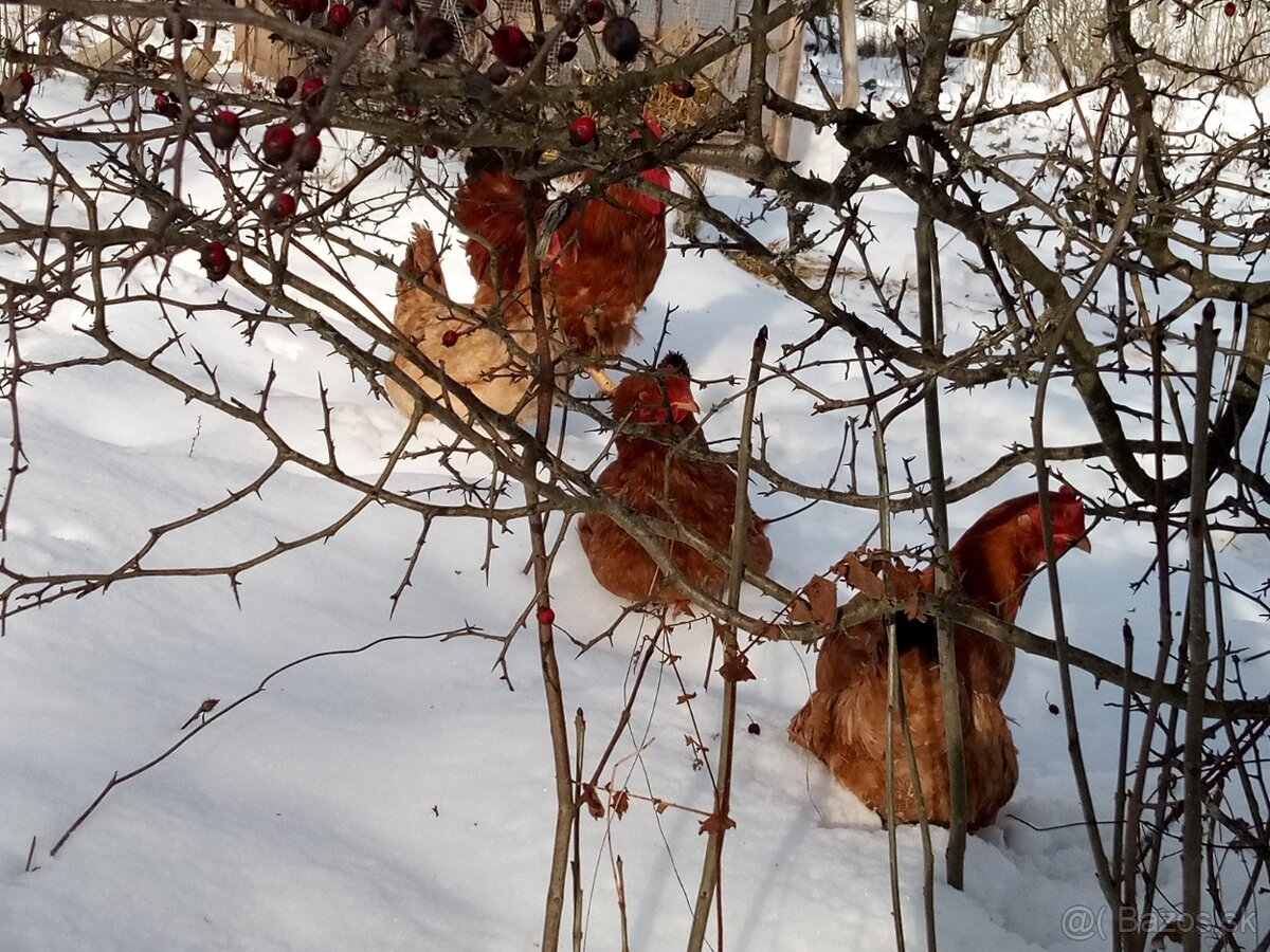 Kalimero red N V - 3