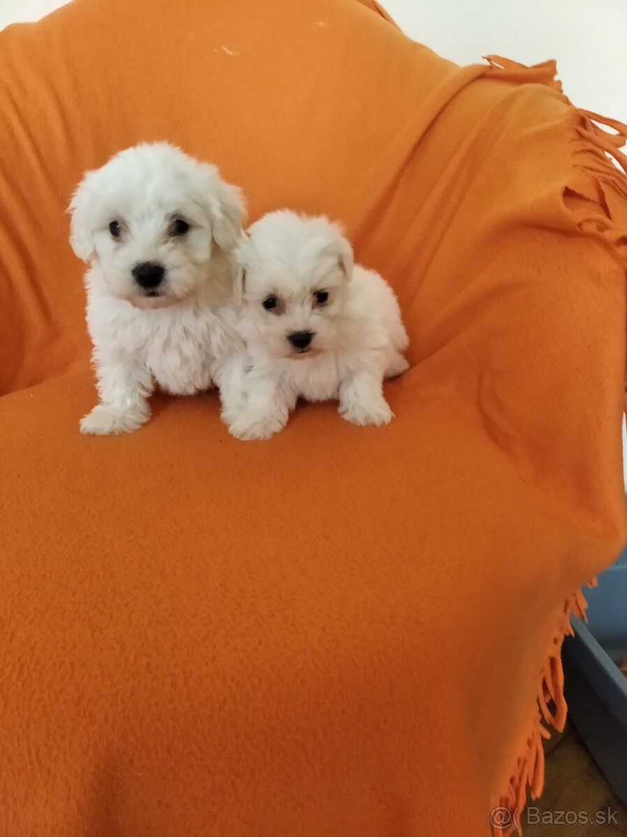 Maltezský psík - 3