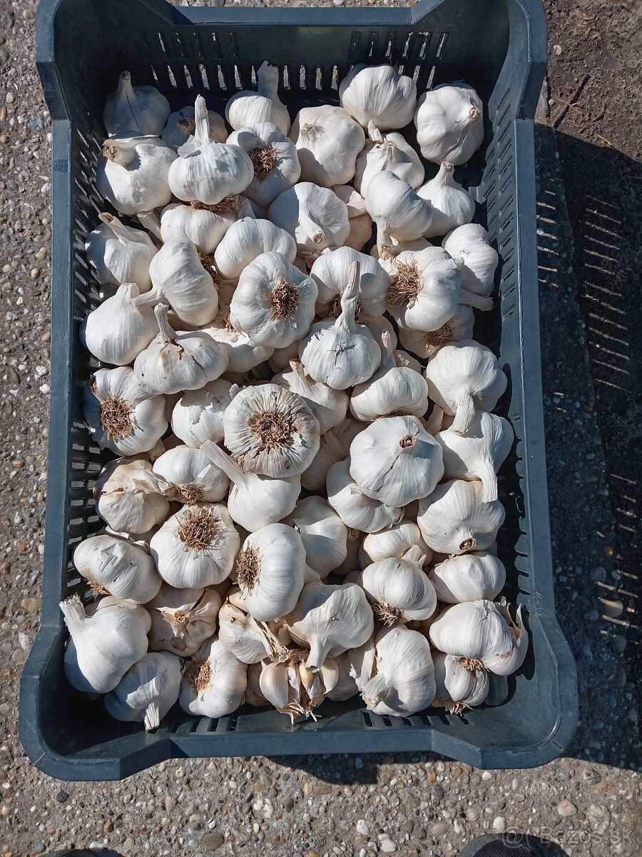Domace cesnak - 3
