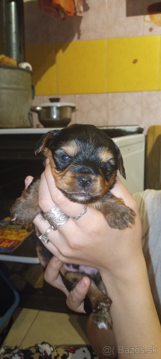 Predám yorsirou malinkeho vzrastu - 3