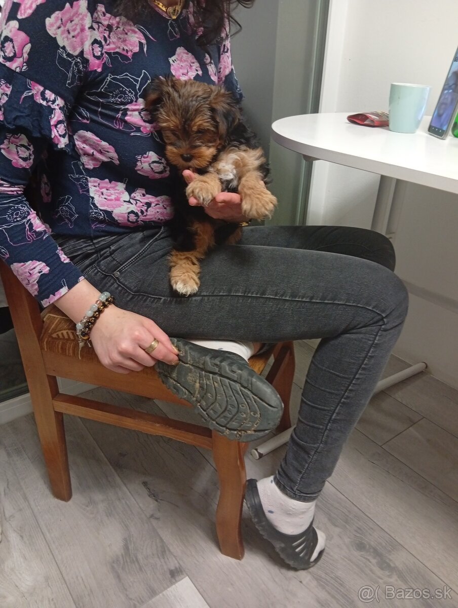 Yorkshire teriér šteniatko na predaj - 3