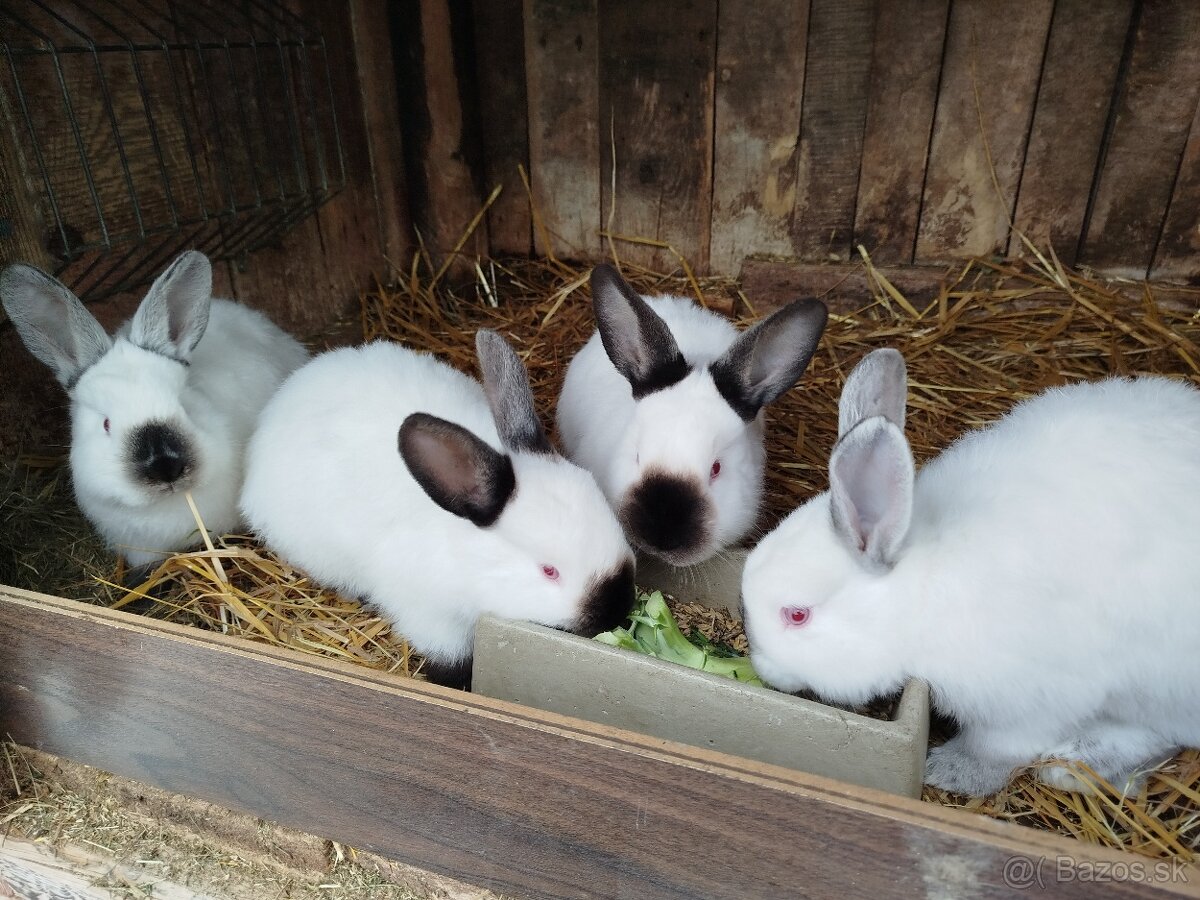 Kalifornský králik - 3