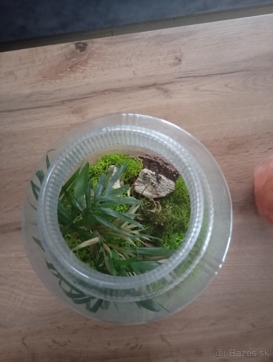 Rastlinné terarium - 3