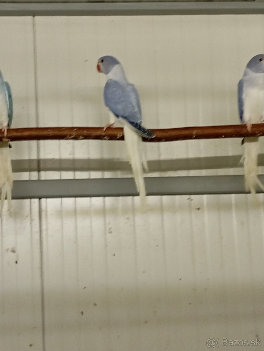 Alexander malý opalin HCH - 3