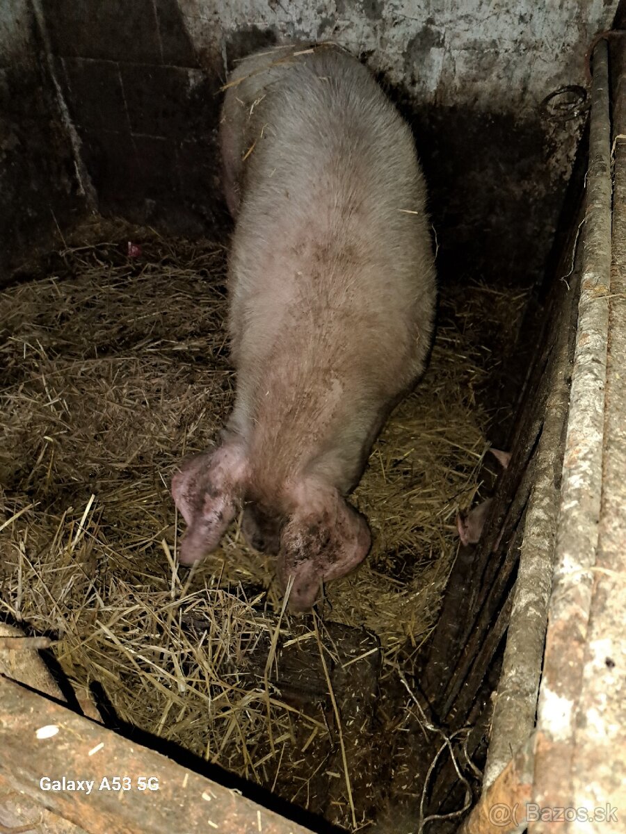 Predam prasta 200 kg váha - 3