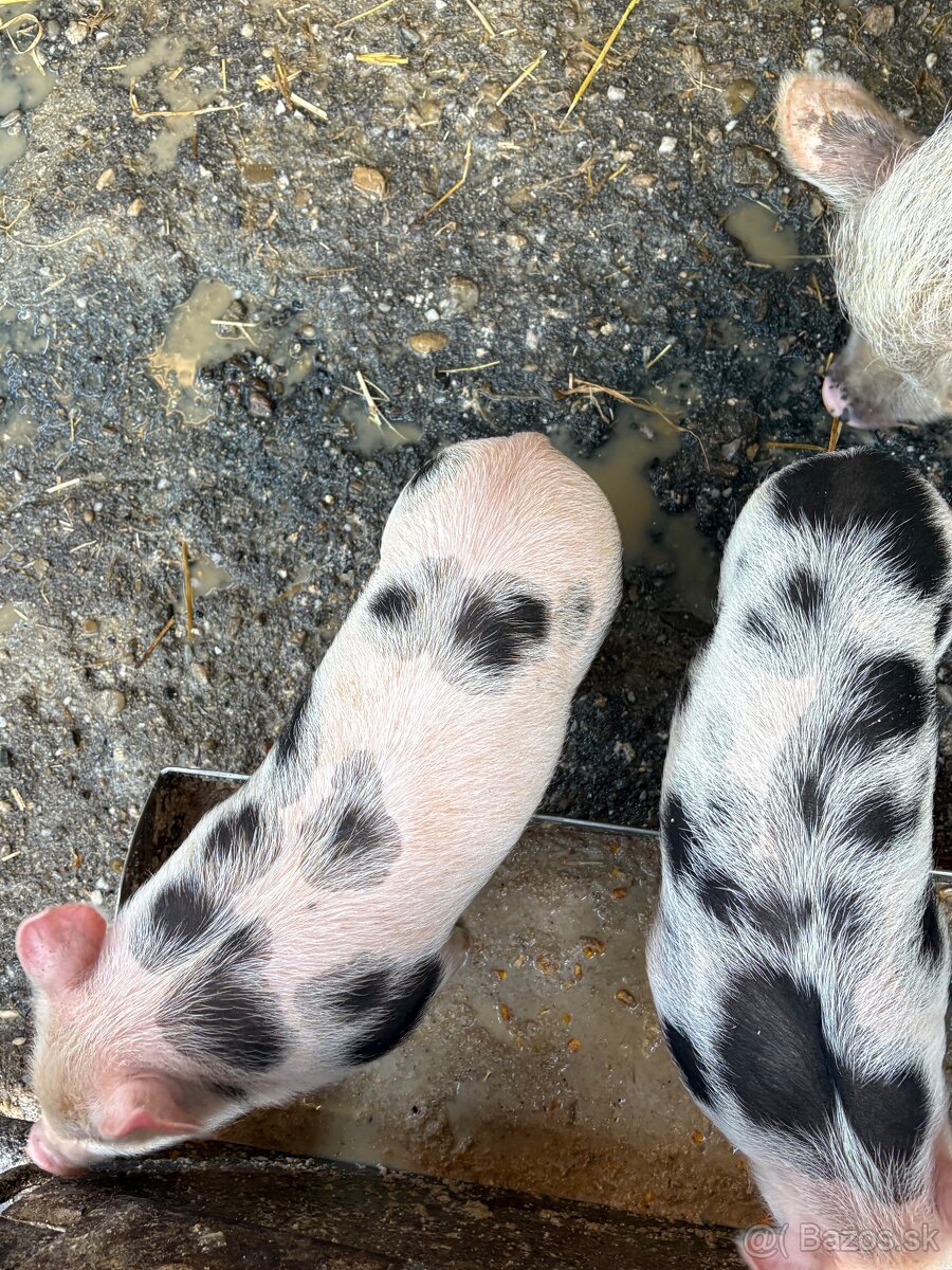 Predám odstávčatá - 3